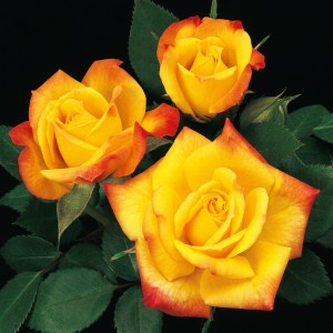 Rainbows End Miniature Rose (Gemini Upscale)